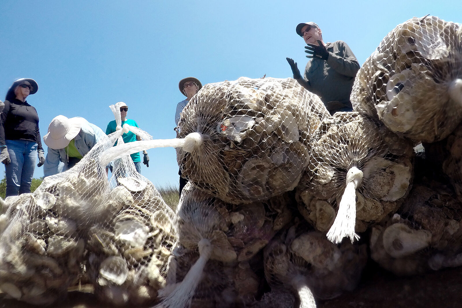 426 NMB oyster bed_JM09.JPG